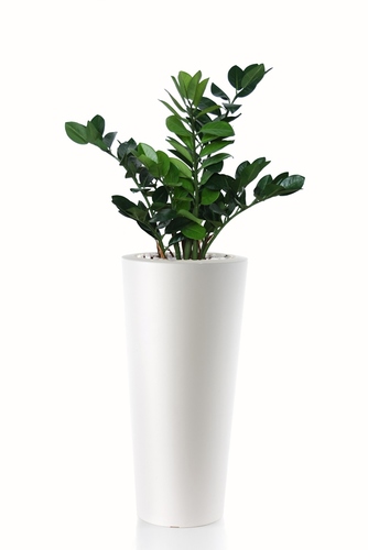 Zamiifolia Bush 110 